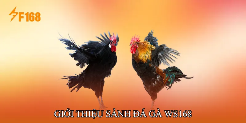Giới thiệu Sảnh Đá gà WS168 Giới thiệu Sảnh Đá gà WS168