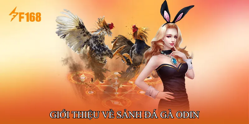 Giới thiệu về Sảnh Đá gà ODIN Giới thiệu về Sảnh Đá gà ODIN